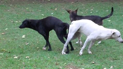 perros cojiendo con mujeres|Rubia se deja coger por su perro por primera vez